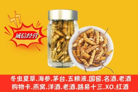 运城市盐湖回收散虫草